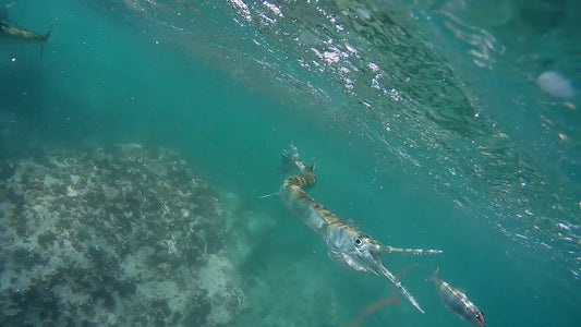 Analyzing Fish Behavior from Your Trolling Footage
