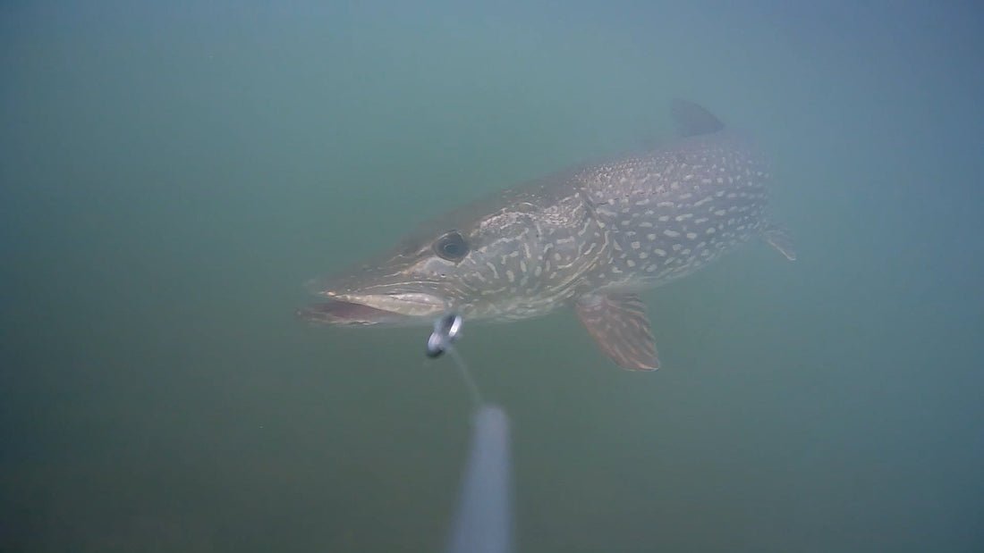 What Lures Work Best in Murky Water? Underwater Footage Tells All