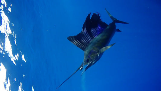 Underwater Trolling Videos & The Equipment to Capture Them