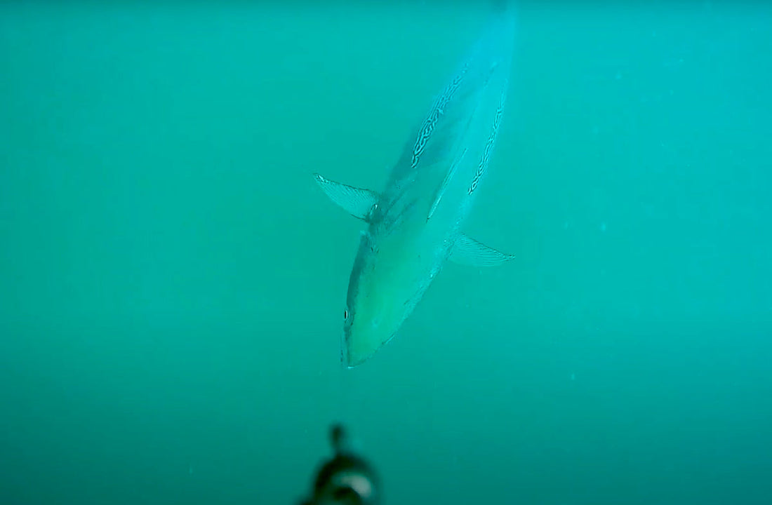 The Best Ways to Use Underwater Fishing Cameras