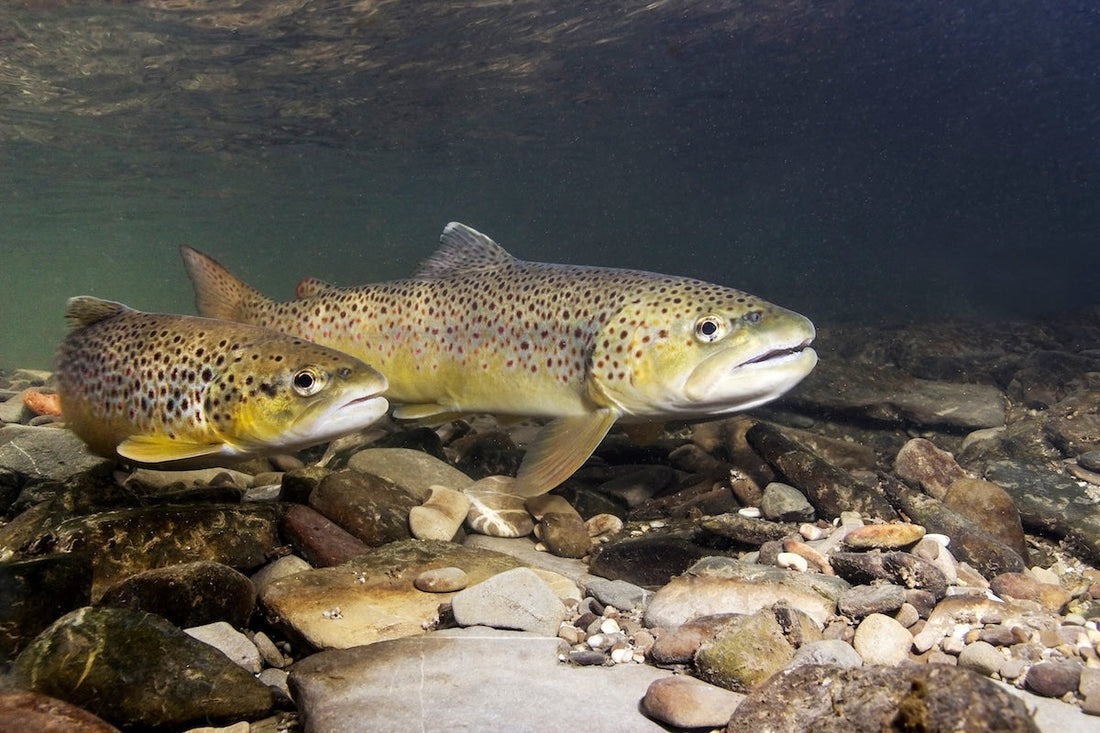 How Well Do Underwater Fishing Cameras Actually Work?