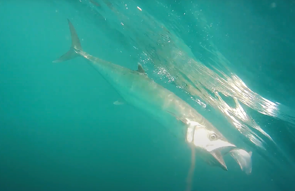 How to Film Your First Underwater Strike With a Fishing Camera