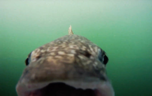 Do Underwater Cameras Scare Away Fish?