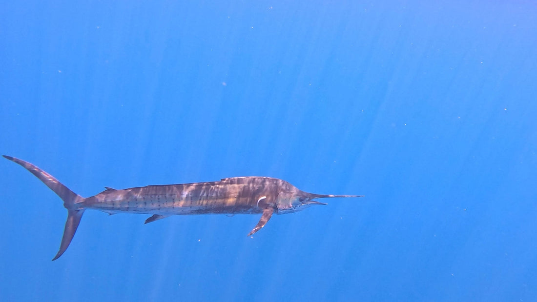 Best Fishing Conditions for Using Underwater Cameras