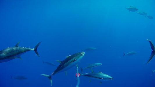 Filming underwater with the new WestinCam in the Costa Rican Paradise