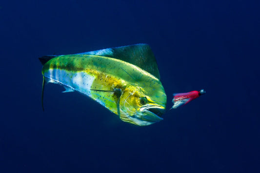 Improving Bait/Lure Presentation with Underwater Cameras