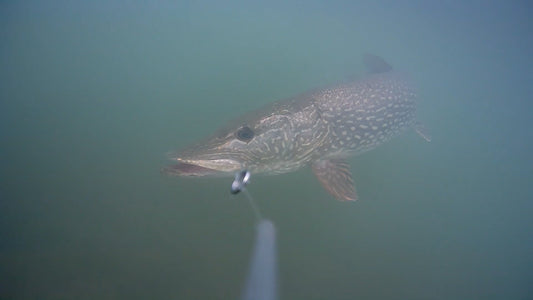 What Lures Work Best in Murky Water? Underwater Footage Tells All