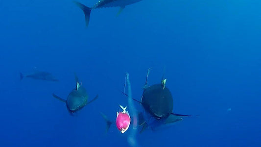 Improve Your Hookup Ratio: What Underwater Footage Tells Us