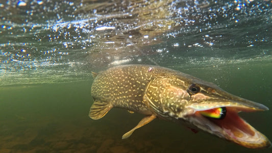 How Fishing Creators Are Using Westin Cams to Blow Up Their Channels