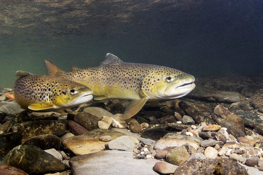 How Well Do Underwater Fishing Cameras Actually Work?
