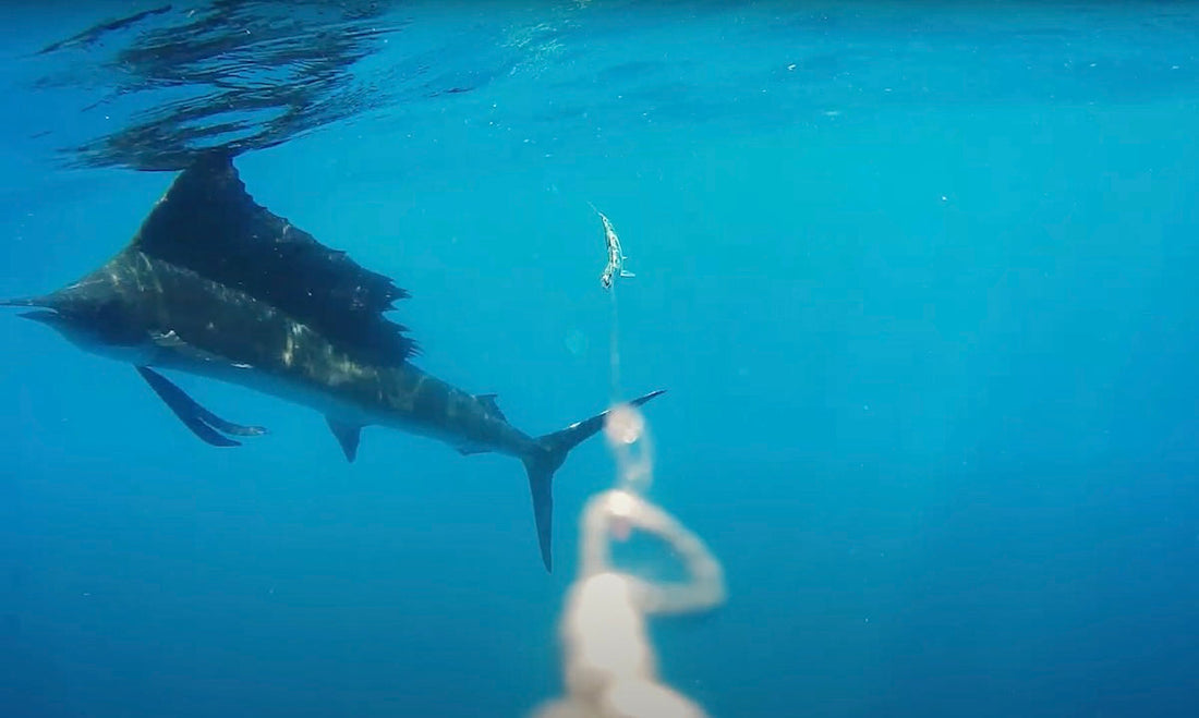 Top Underwater Cameras for Fishing: Westin Hands-On Reviews