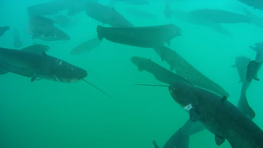 Wireless Underwater Fishing Cameras Explained