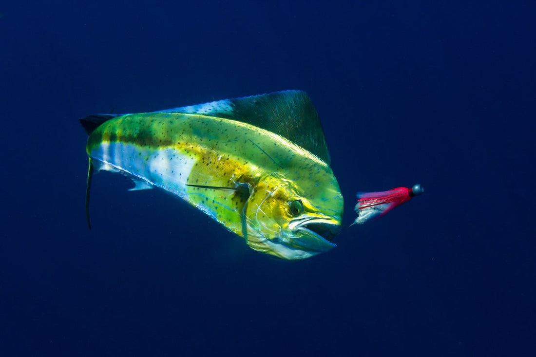 Improving Bait/Lure Presentation with Underwater Cameras