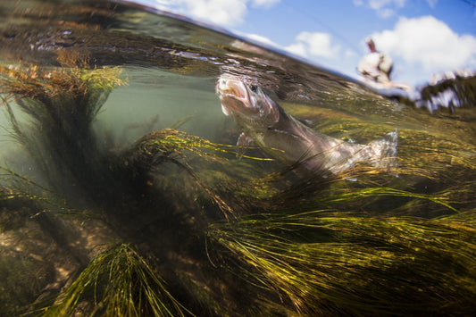 Wireless Underwater Fishing Cameras