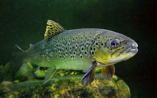 What Makes an Underwater Camera Good for Fishing?